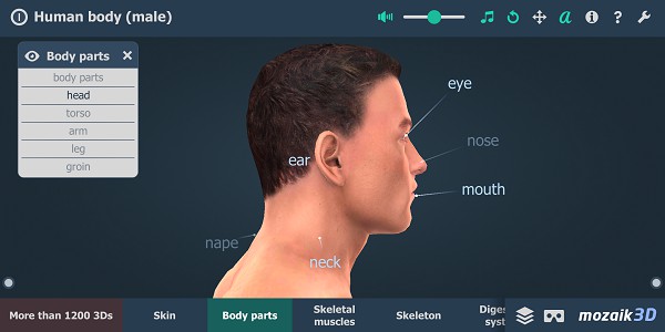 android Human Body (male) Educational VR 3D