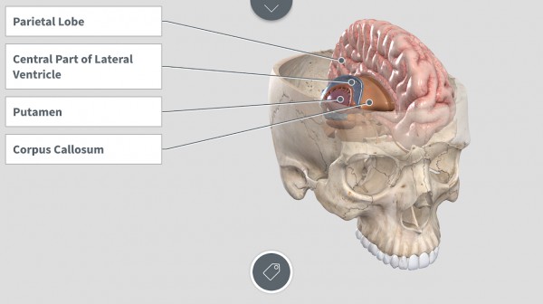 android complete anatomy